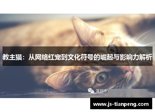 教主猫：从网络红宠到文化符号的崛起与影响力解析
